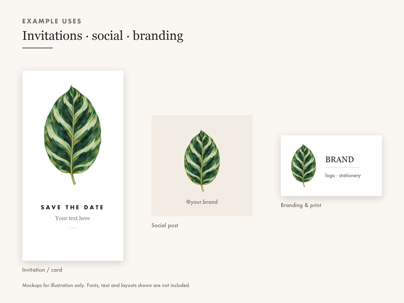 Calathea Leaf Clipart PNG, Tropical Botanical Graphic — use cases