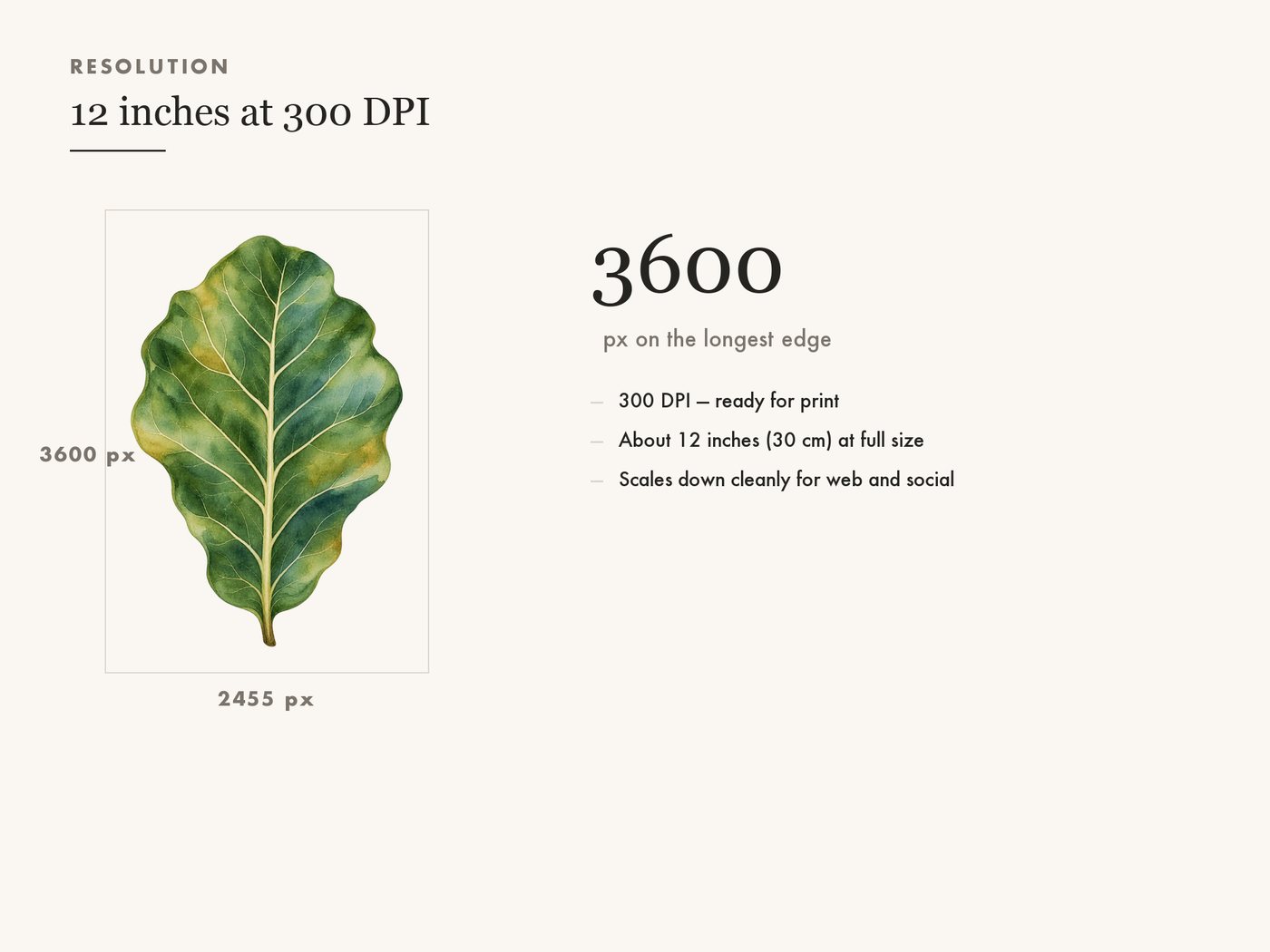 Fiddle Leaf Fig Clipart PNG Transparent Houseplant Art — resolution