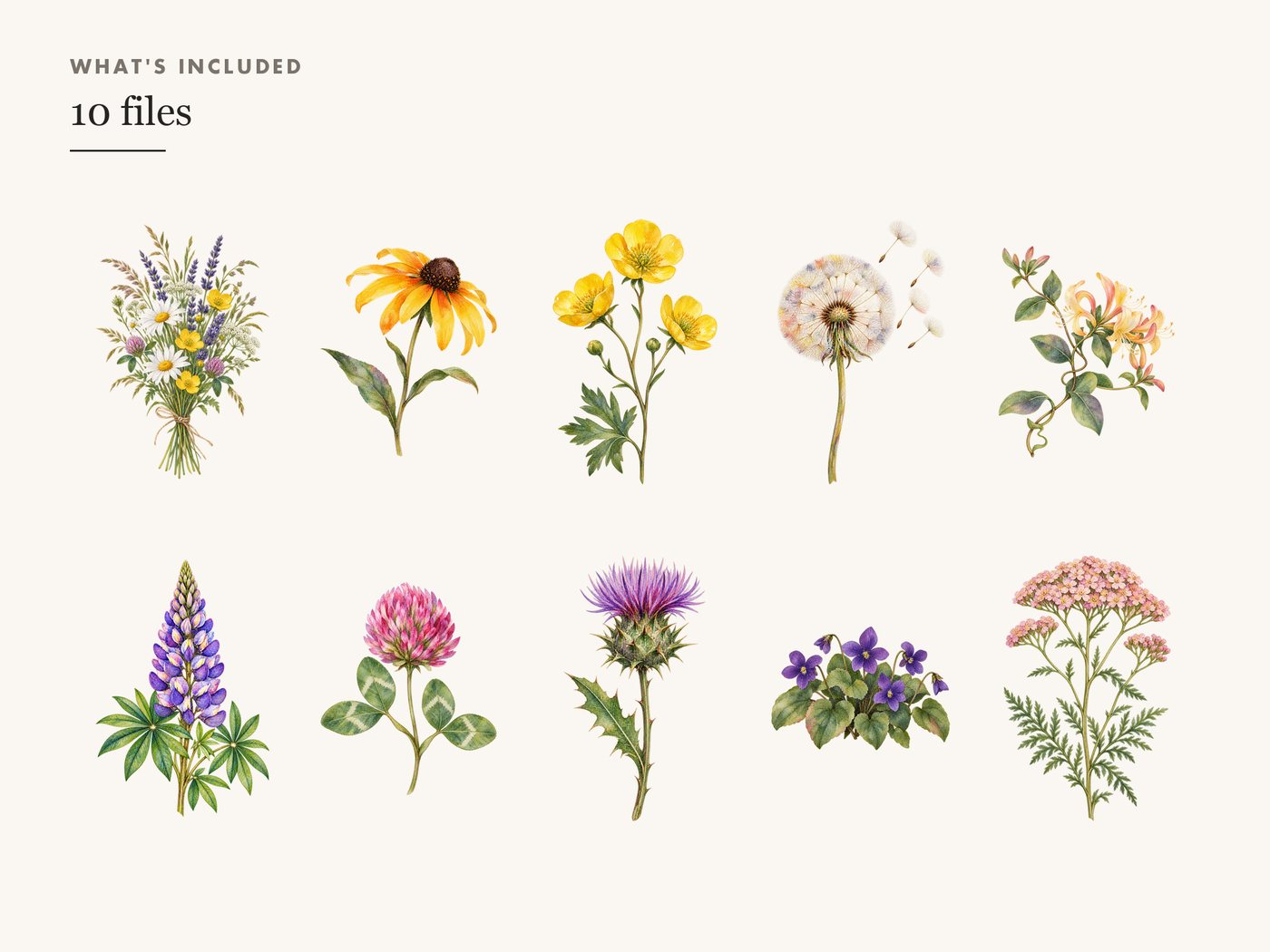Meadow Posy Wildflower Clipart PNG Transparent Background — whats included