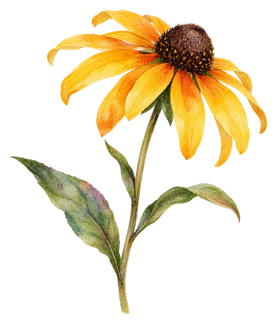 02_black-eyed-susan