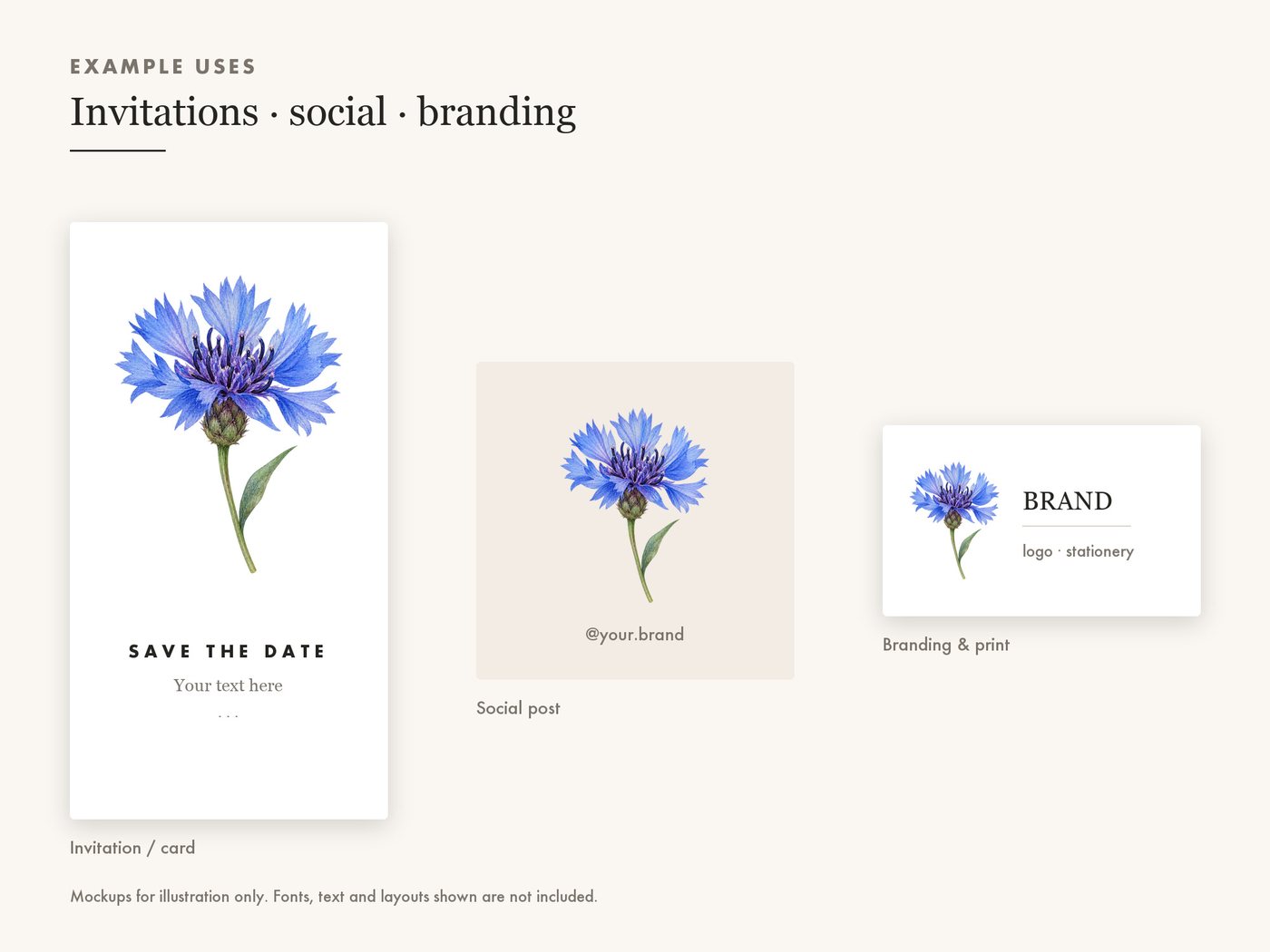Cornflower Clipart PNG, Blue Wildflower Botanical Art — use cases