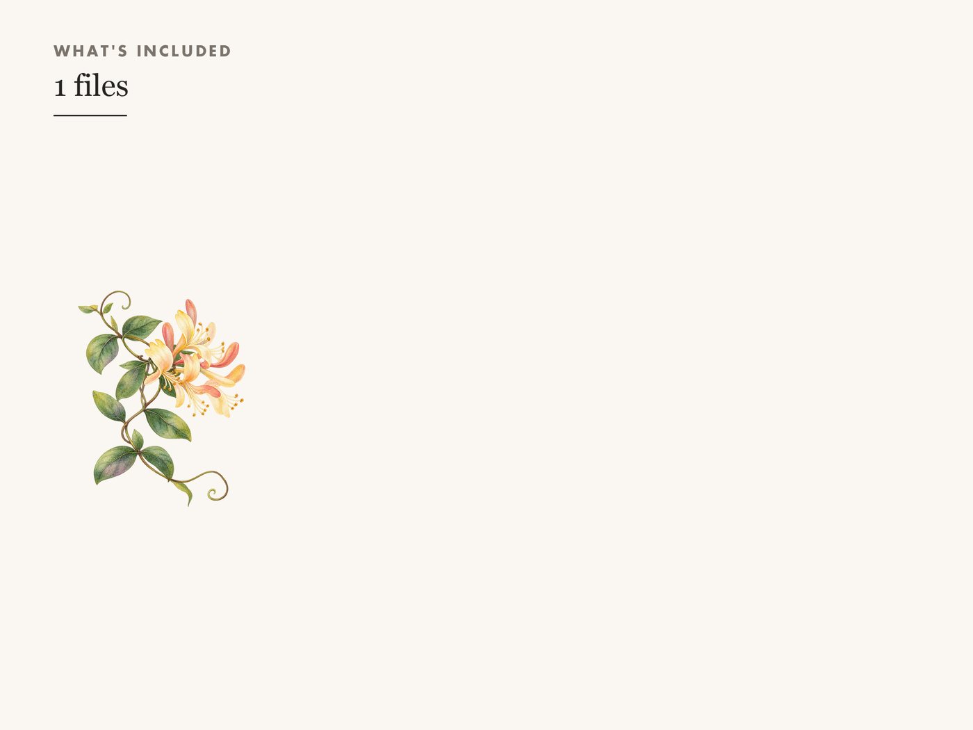 Honeysuckle Vine Clipart PNG Botanical Floral Border — whats included