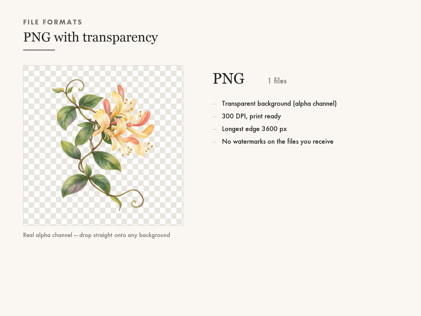 Honeysuckle Vine Clipart PNG Botanical Floral Border — file formats