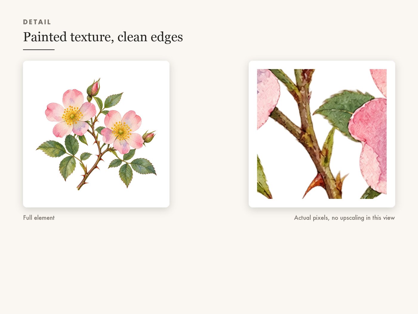 Wild Rose Branch Botanical Clipart PNG Transparent — detail zoom